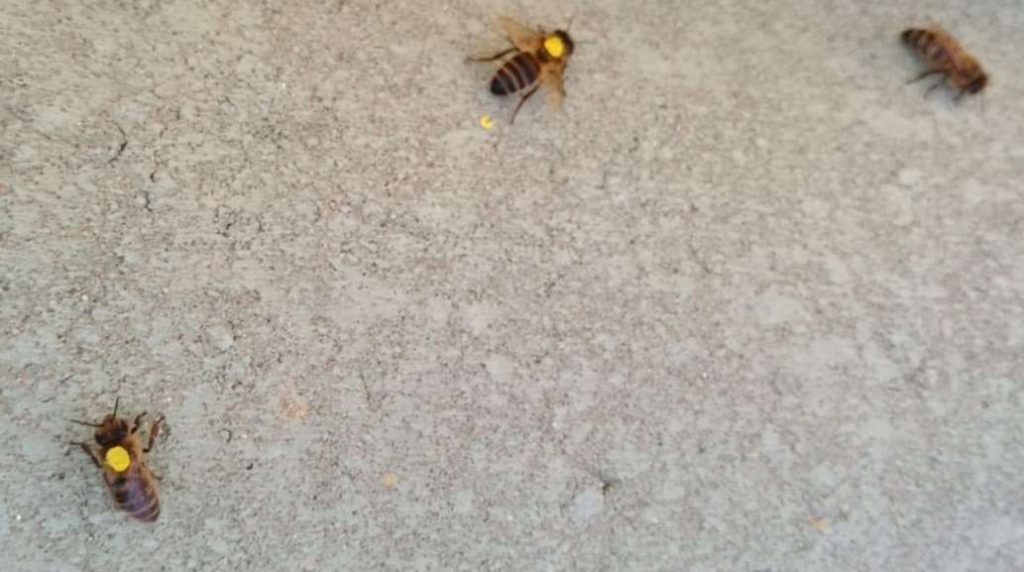 El concurso pretende concienciar de la importancia de los polinizadores