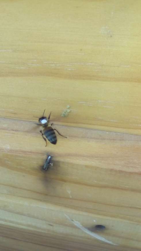 I Concurso “Polinizadores en la Ciudad de Málaga”