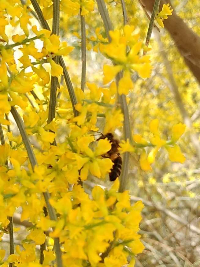 Las fotos seleccionadas se utilizarán para divulgación y concienciación sobre la protección del medio ambiente