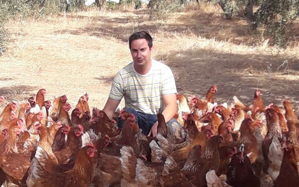 Cuidando gallinas felices