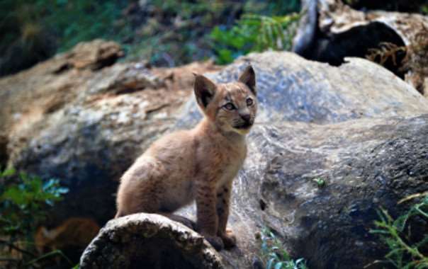 Tras más de un siglo, nace el primer lince boreal en los Pirineos