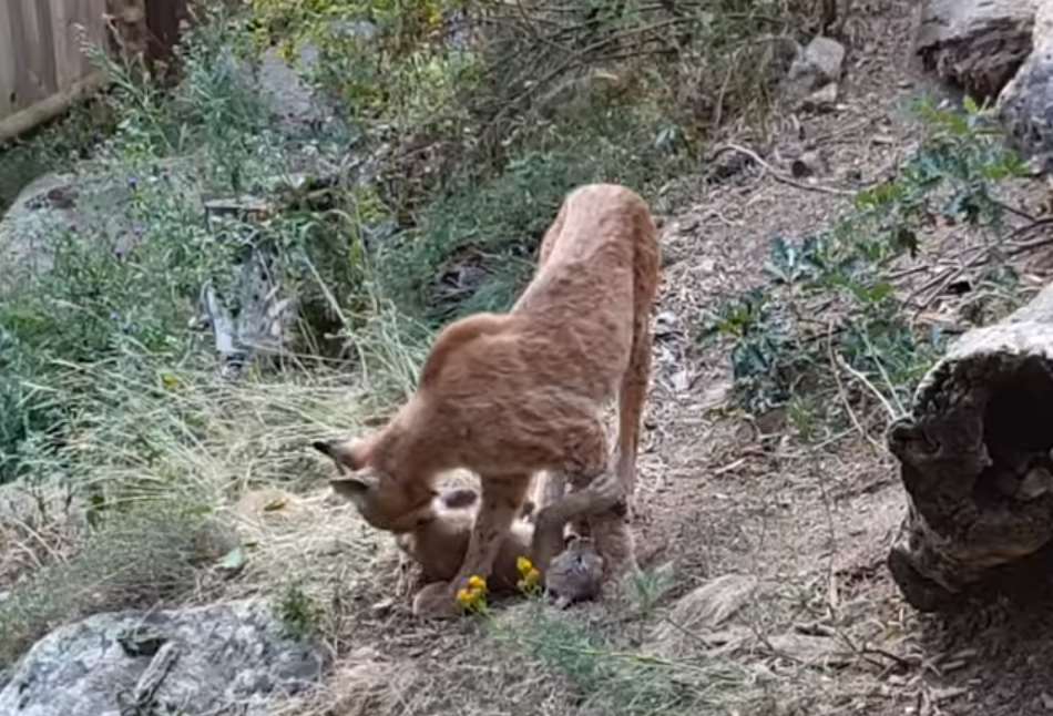 Tras más de un siglo, nace el primer lince boreal en los Pirineos