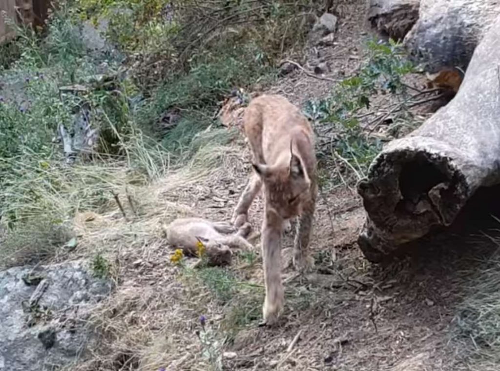 Tras más de un siglo, nace el primer lince boreal en los Pirineos