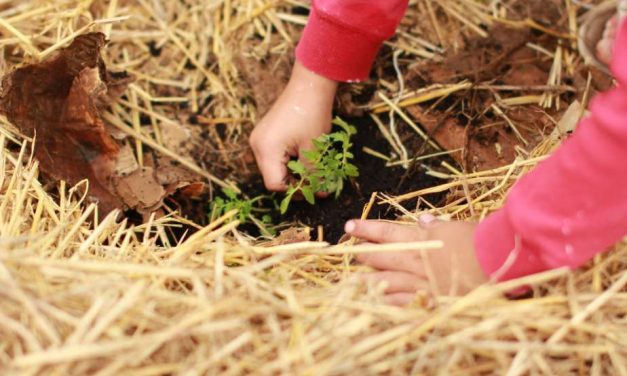 Movimiento mundial #pornuestroplaneta para plantar y regar árboles el 7 de septiembre