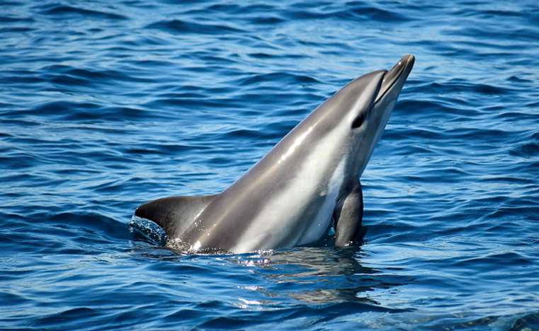 Hallan en Algeciras el primer delfín híbrido visto en alta mar