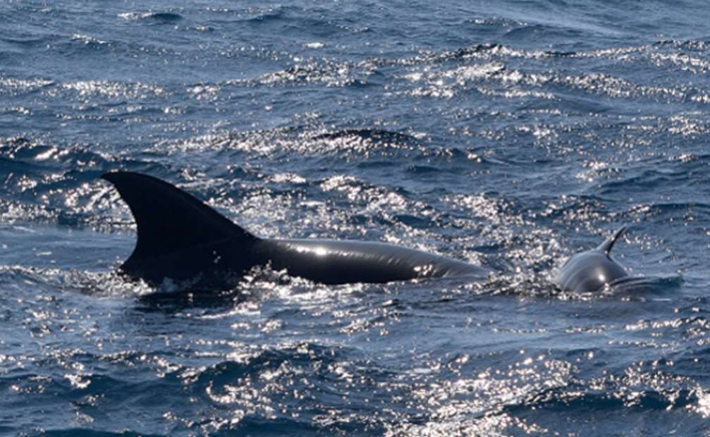 Las tentativas de apareamiento de machos de delfín común con la mular “adoptada” han sido frecuentes durante años