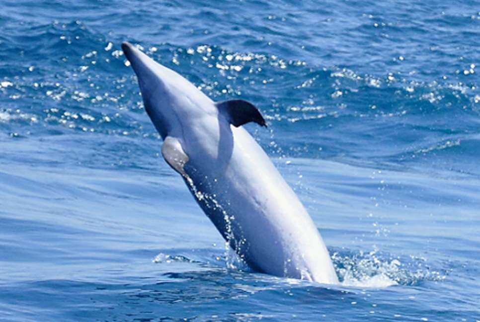 Investigadores del Laboratorio de Biología Marina de la Universidad de Sevilla han hallado en la Bahía de Algeciras el primer caso a nivel mundial de un delfín híbrido