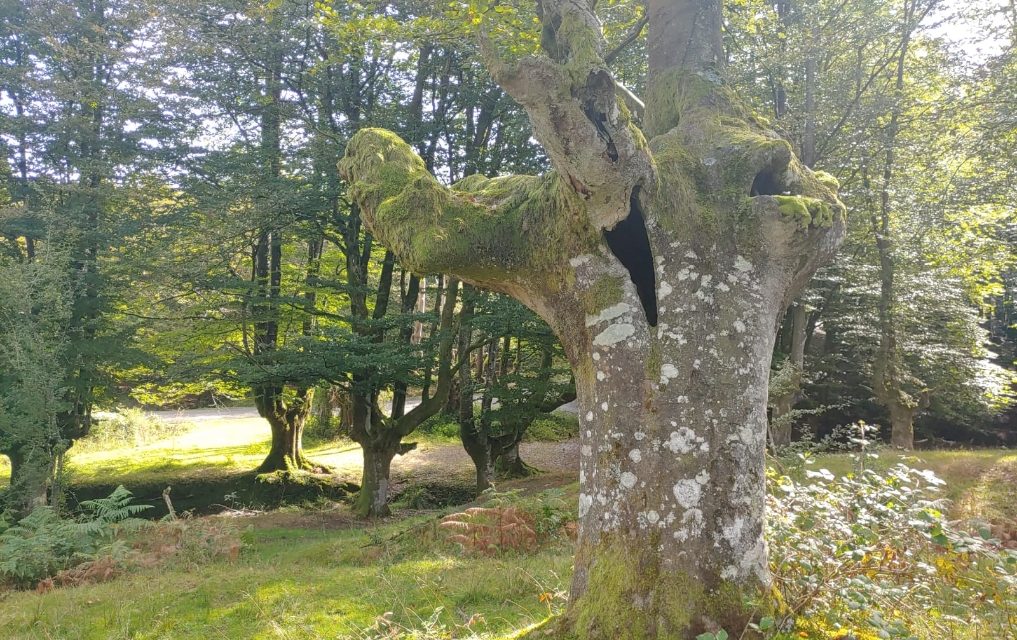 “Impresiones” poema de Rosa Mary de Torres