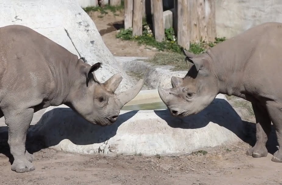 Una rinoceronte negra se queda embarazada en un zoo de Michigan