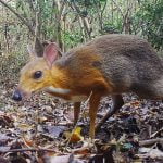 Confirman que el ciervo ratón de Vietnam no se ha extinguido