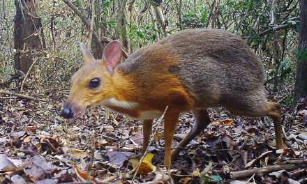 Confirman que el ciervo ratón de Vietnam no se ha extinguido