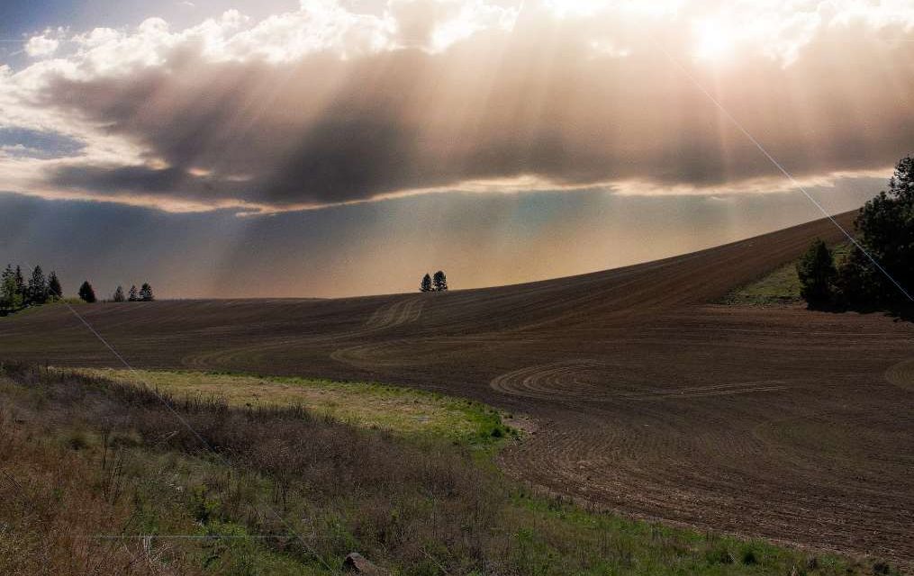 Descubren que la fotosíntesis del suelo frena la contaminación