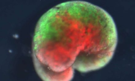 Crean los primeros robots vivientes