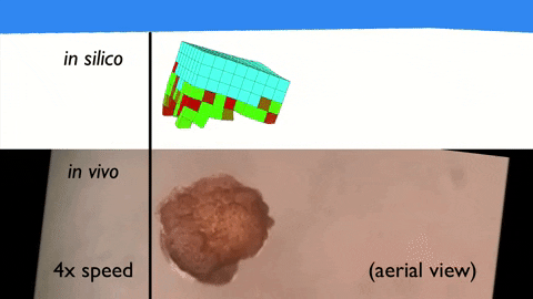 Primera vida artificial creada a partir de supercomputación