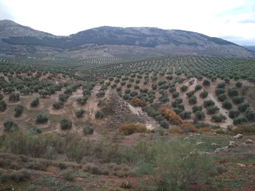 Fomento de la biodiversidad en olivares