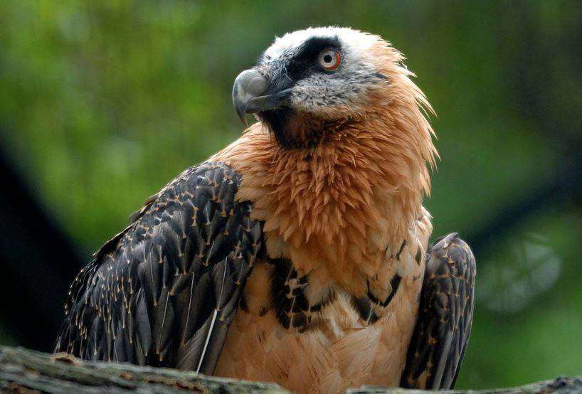 Nace el primer quebrantahuesos en 70 años en los Picos de Europa