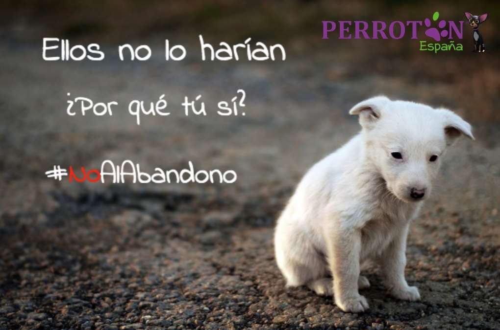 Campaña contra el abandono animal #NoAbandono