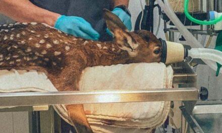 La Reserva Wild Forest pide ayuda para pagar las facturas veterinarias del confinamiento