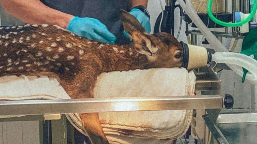 La Reserva Wild Forest pide ayuda para pagar las facturas veterinarias del confinamiento