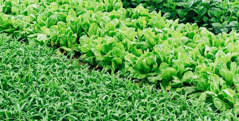 La superficie ecológica de España crece un 4,8%