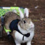 El refugio de animales La Vedruna abre un crowdfunding para mudarse