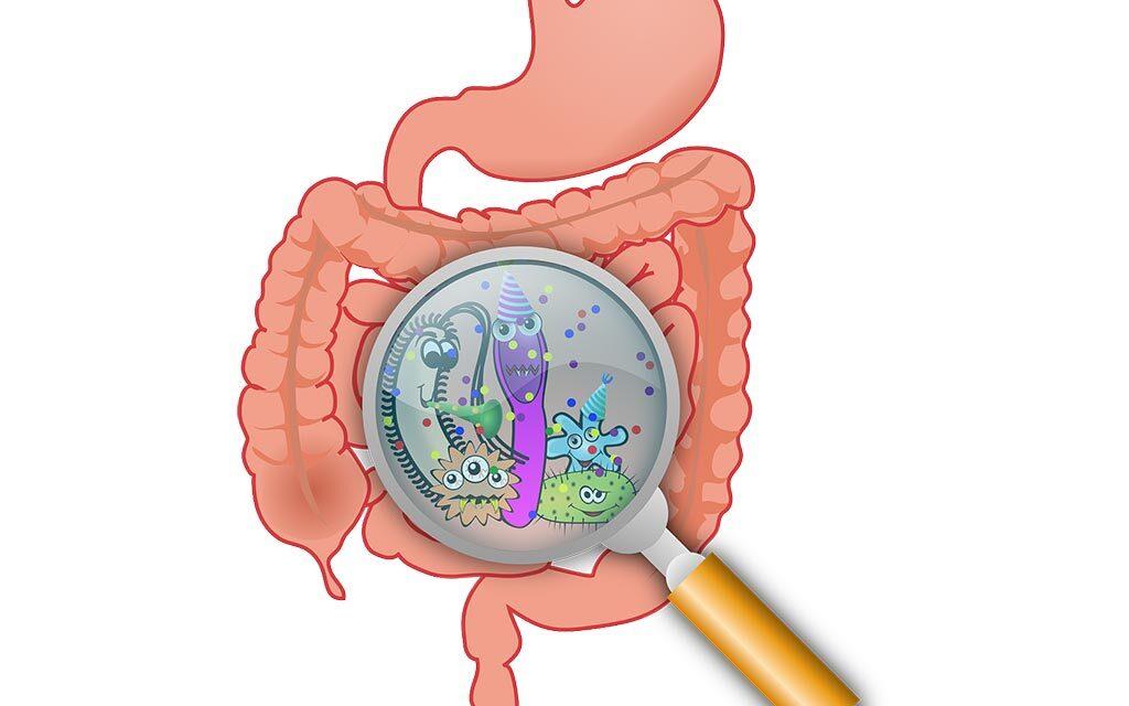 Descubren virus bacteriano en el intestino que potencia la inmunoterapia en pacientes con cáncer