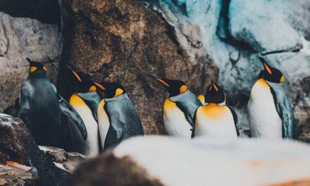 Un 20% más de colonias de pingüinos emperadores en la Antártida