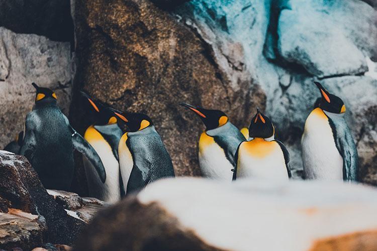 Un 20% más de colonias de pingüinos emperadores en la Antártida