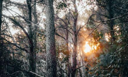 Los incendios en España bajan un 57% con respecto a otros años