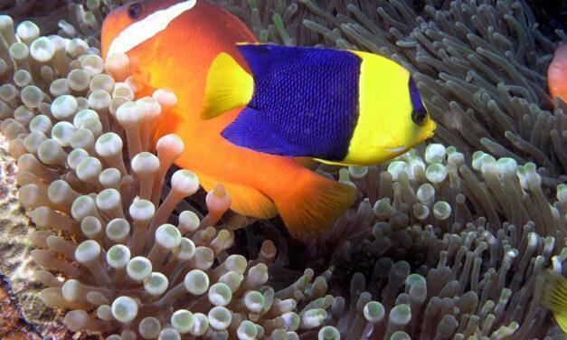 Descubren crías de peces híbridos tropicales más coloridas que sus progenitores