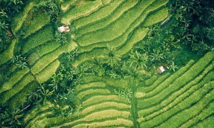 Caída histórica de las emisiones mundiales de CO2