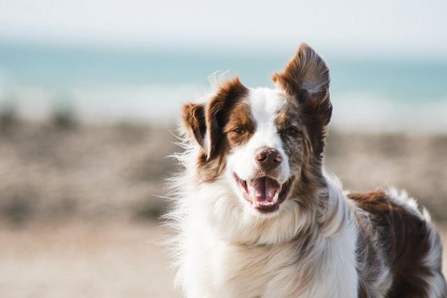 5 razones de peso por las que adoptar a un perro