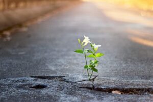 flor rompiendo asfalto