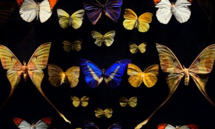 Diseñan el mayor atlas genético de mariposas en Europa