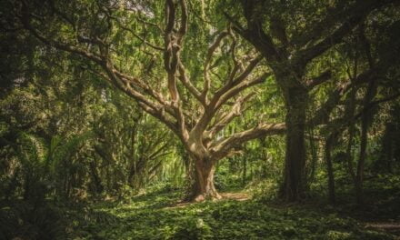 El «Bosque de los abrazos perdidos» rendirá homenaje a las víctimas de la pandemia