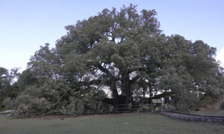 La carrasca milenaria de Lecina se alza como Árbol del año en Europa