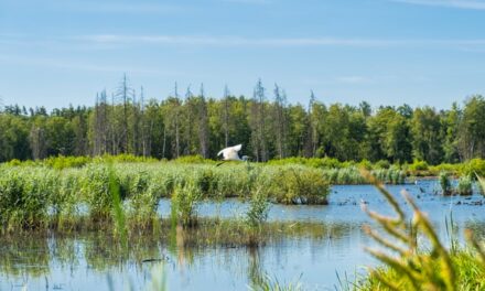 La superficie protegida de la Tierra crece un 42% en una década