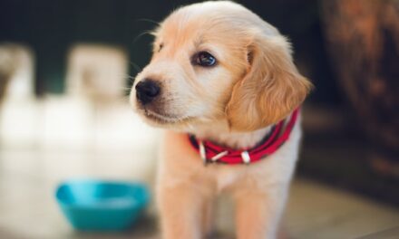 Los cachorros de perro nacen preparados para comunicarse con las personas