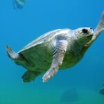 Liberan a una tortuga boba en el Cabo de Gata