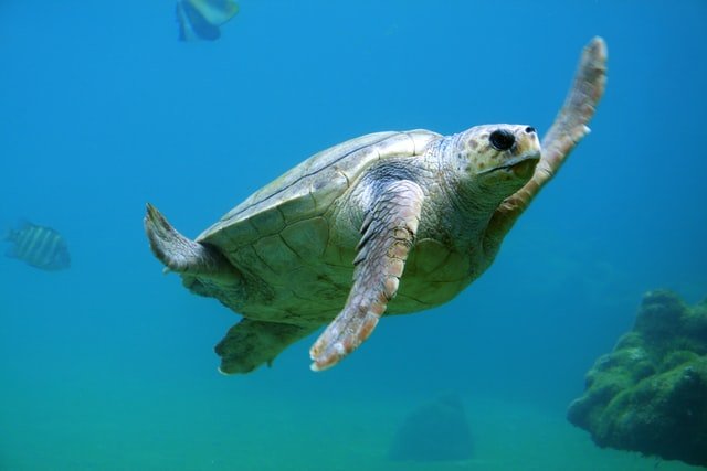 Liberan a una tortuga boba en el Cabo de Gata