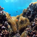 Amplían en casi 27.000 hectáreas el Área Marina Protegida del Cachucho