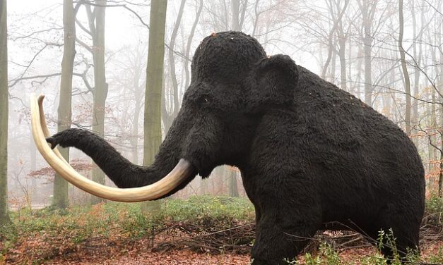 Descubren que el mamut lanudo ártico pudo dar la vuelta a la Tierra casi dos veces