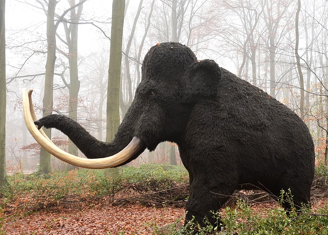 Descubren que el mamut lanudo ártico pudo dar la vuelta a la Tierra casi dos veces