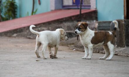 La Comunidad de Madrid recupera más de 11.500 animales de compañía al año gracias al microchip