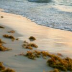 Aprovechamiento de los residuos del alga invasora como biocombustibles y biofertilizantes
