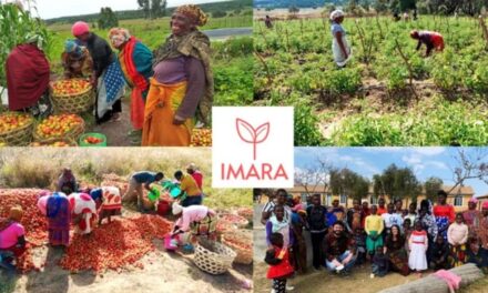 IMARA 2, una cooperativa agraria para mujeres en Tanzania 