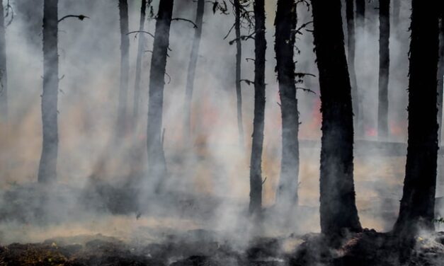 España registra el tercer año de la década con menos siniestros forestales hasta octubre