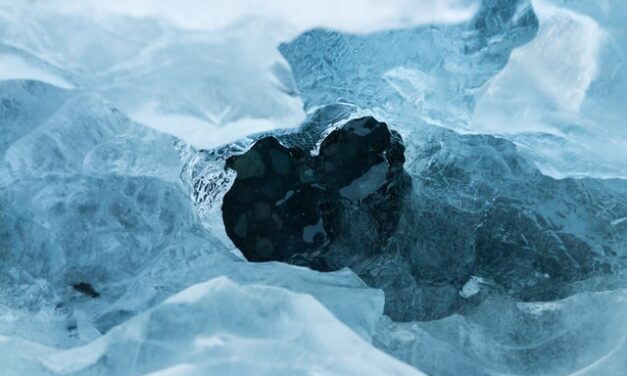Hallan casi 80 especies viviendo a 200 metros bajo el hielo de la Antártida