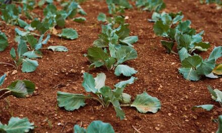 Utilizan un huerto terapéutico para mejorar la salud de los pacientes en Psiquiatría
