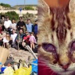 Solidaridad española para la continuidad de proyectos medioambientales y refugio animal 